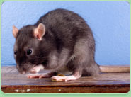 rat control Flitwick